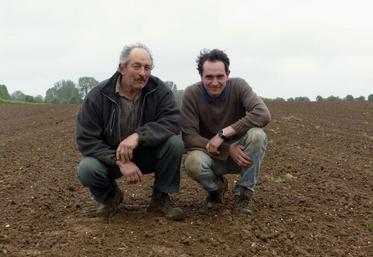 La chicorée de Pascal et Etienne Gourlint, semée il y a environ trois semaines, commençait à peine à lever, lundi. Elle sera arrachée en octobre et fin novembre pour rejoindre l’usine de déshydratation Sonode, à Saint-Pierre-Brouck (59).