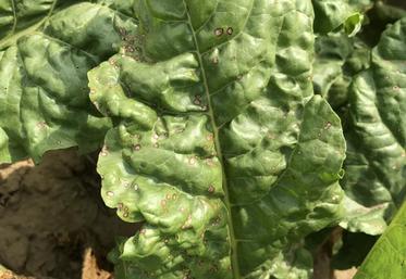 Les associations fongicides - cuivre apportent une meilleure efficacité, surtout pour la cercosporiose, quel que soit le produit testé (Spyrale ou Priori XTRA).