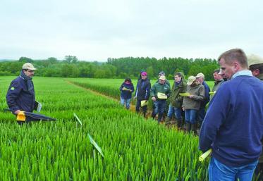 Visite des essais de variétés de blé, en terres de craie, à La Chaussée-Tirancourt avec Phillipe Pluquet.