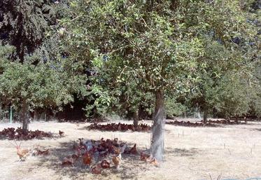 Les arbres qu’a plantés Marie-Paule Bertrandie dans son poulailler présentent de réels atouts : bien-être de l’animal et de l’éleveur, lutte contre l’érosion du sol, effet brise-vent…