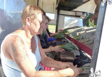 Par cette annonce, la MSA maintient une année supplémentaire son soutien pour la compétitivité des travaux saisonniers agricoles.