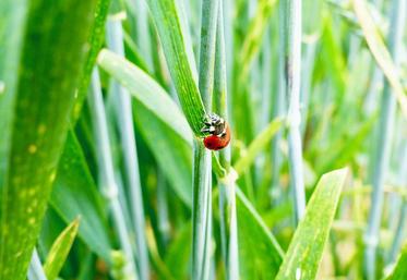 Les coccinelles se révèlent être de très bons auxiliaires des cultures.