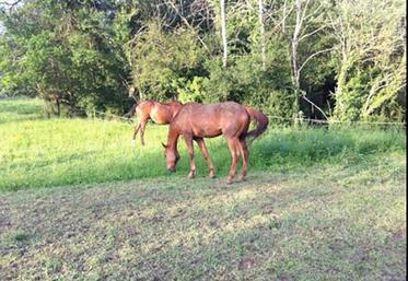 Comportement des chevaux au pâturage et production de la prairie ne sont pas faciles à gérer.