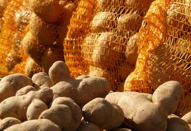 Les contrats de vente de pommes de terre doivent, depuis le 1er février 2019, être précédés d’une proposition du producteur, à moins que celui-ci n’exige de l’acheteur une offre de contrat écrite.