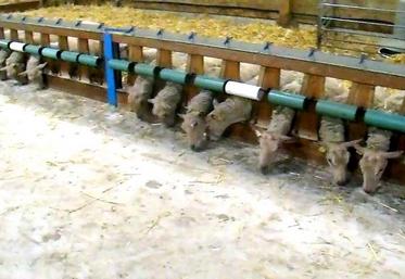 L’astuce du Gaec du Petit Poirat, à Pindray (86), qui a reçu le premier prix du Berger Futé à TechOvin fait partie du top 5.