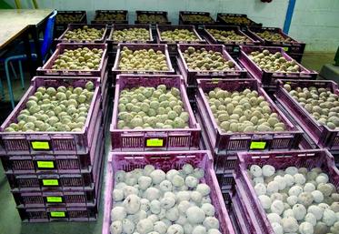 Les livraisons de plants assurées par Roquette battent leur plein.