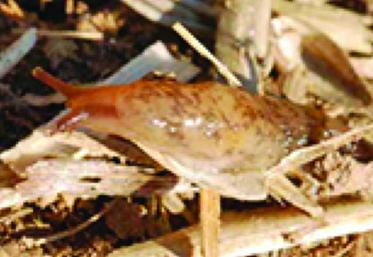 Pour empêcher les limaces de causer davantage de dégâts, il faut perturber leur milieu de vie.