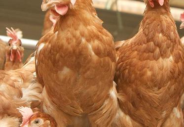 Volailles : embargo levé.