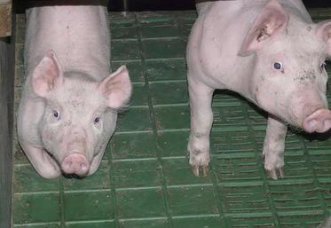 La fin de la castration à vif fait partie des «deux, trois sujets sur lesquels le gouvernement est déterminé», a précisé Didier Guillaume.