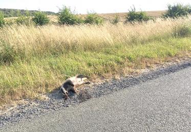 Les blaireaux causent, en plus des dégâts agricoles, des accidents de la circulation. 