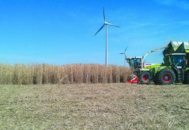 Récolte de miscanthus.