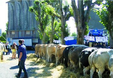 Des animaux de grande qualité.