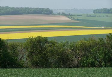Les premiers tours de plaine avaient pour principales thématiques les stratégies de fertilisation et de désherbage des céréales.