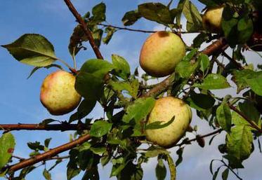 Les arboriculteurs, dont le siège d’exploitation se situe dans la Somme, peuvent réaliser une demande d’indemnisation 
de leurs pertes de récolte