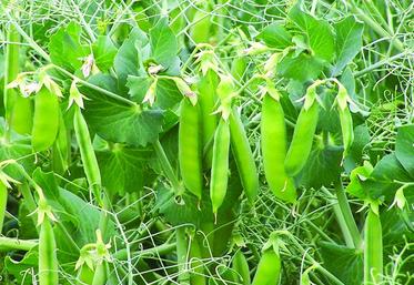 L'aide ira de 100 à 150 euros l’hectare et pourra servir à des agriculteurs qui produisent des légumineuses fourragères pour un éleveur, dans le cadre d’un contrat.