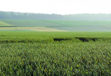En Picardie le début de la récolte des blés est envisagé fin juillet, début août.