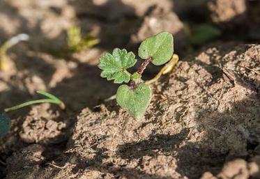 De manière générale, avec une arrivée de pluies tardives, avoir à intervenir sur des adventices un peu développées risque d’être le scénario le plus probable.