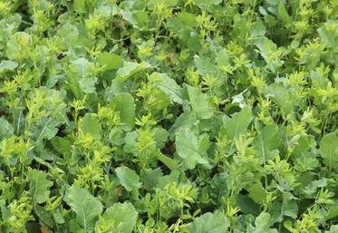 L’une des trente-six solutions inscrites au contrat : associer au colza 
une légumineuse, comme la féverole, pour limiter la présence de ravageurs.