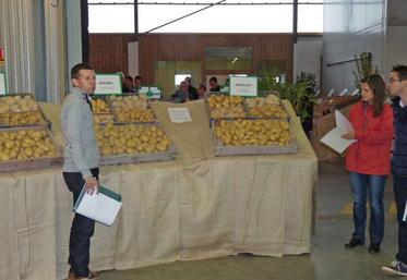Présentation des hybrides pommes de terre de consommation chair ferme avec Jean-Denis Moal, sélectionneur au Comité Nord Plants.