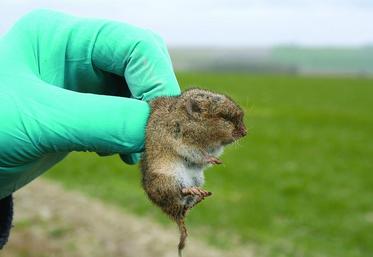 Il faut gérer le campagnol avant l'apparition des problèmes, ce qui demande beaucoup de surveillance.