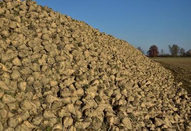 Si les rendements sont bien sûr une préoccupation du moment, la question des Op est dans toutes les conversations des planteurs Saint Louis Sucre.