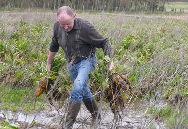 Rémy Moitrel doit arracher ses betteraves à la main. 