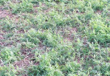 La destruction des couverts végétaux, l’un des piliers de l’ACS, reste très dépendante du glyphosate.