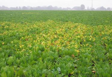 La jaunisse se manifeste par une coloration jaune citron du limbe des feuilles, entre les nervures. Les feuilles s'épaississent et deviennent cassantes, puis prennent une coloration rougeâtre.