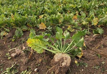 Le scénario de Bio Hauts-de-France consiste à créer de plus petites unités de transformation afin de valoriser les lots de betteraves biologiques.