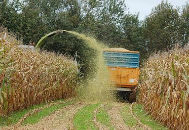 L‘éclatement du grain et le tassage sont les deux priorités du chantier de récolte de maïs ensilage.
