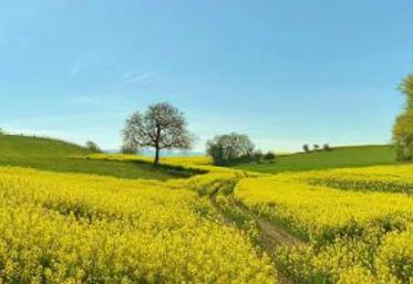 Dans la Somme, 626 g équivalent CO2 sont nécessaires pour produire 1 kg de graines de colza. Des coopérateurs NatUp ont pour objectif de réduire très largement cet impact.