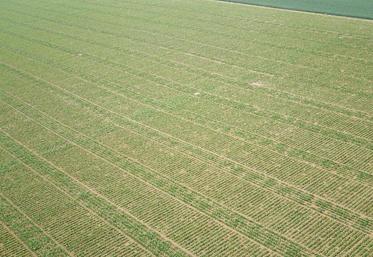 La plateforme de Curchy, de 8 ha (700 m de long sur 120 m de large, avec 6 000 parcelles d’essais), permet de tester 
le rendement en sucre/hectare et la dynamique de croissance de la betterave. 