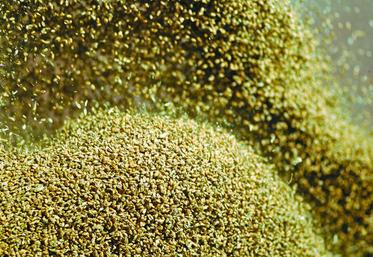 Le total disponible de blé tendre s’élève désormais à 5,8 millions de tonnes, du jamais vu depuis la campagne 1998-1999 (stock de report de 7,8 millions de tonnes, dont 3,7 millions de tonnes étaient allés à l’intervention).