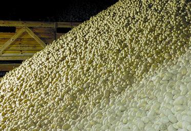 Les études sur l'amélioration de la conservation des pommes de terre déboucheront sur la production  d'un document technique destiné à tous les acteurs de la filière.