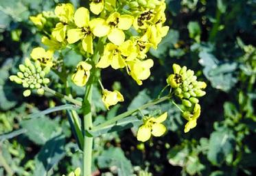 Mélangée à la variété d'intérêt Es Alicia fleurit très précocement et attire ainsi les méligèthes.