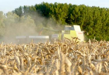 Les bonnes récoltes ne sont pas une exception française, et la plupart des grandes zones céréalières ont aussi de grandes disponibilités qui font pression sur les cours mondiaux, même si la demande continue à croître.