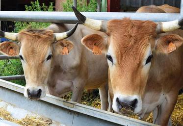Aux vaches allaitantes Nantaises pourraient être associées des vaches d’autres races.