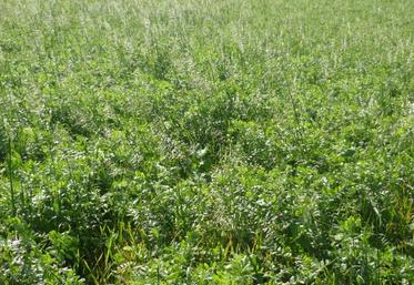 Avec de bonnes conditions climatiques et une implantation soignée, on peut espérer un rendement de 2 à 3 tonnes de MS. Ici, un mélange avoine et vesce.