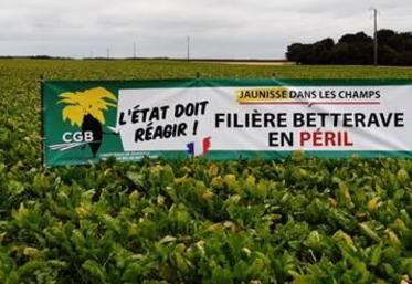 Le travail de sensibilisation auprès des élus réalisé par le syndicalisme betterave "a porté ses fruits" s'est réjoui la CGB, suite à l'annonce du résultat du vote sur l'utilisation des NNI au Sénat.