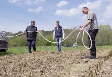 Cinq-mille boutures de saule romarin ont été plantées mi-avril. Dans un an, des jeunes pousses appelées osier devraient  atteindre 1 m à 1,20 m et pourront être récoltées.  