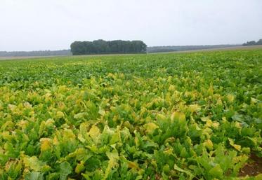 Jaunisse de la betterave