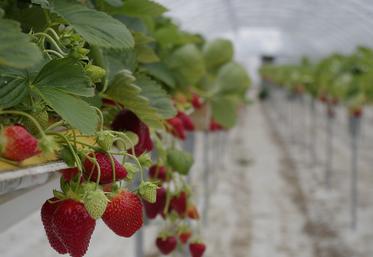 Développer une production de niche ou en forte demande : comme le maraîchage, la production de fruits rouges ou de petits fruits, de miel…, ou encore faire évoluer votre cahier des charges pour produire sous signe officiel de qualité.