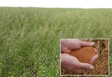La cameline est une brassicacée, cultivée historiquement en Europe et depuis peu remise au goût du jour dans l'Oise. Son cycle de développement est court, entre 90 et 100 jours et son poids de mille grains (PMG) très faible, de l'ordre de 1 à 1,5 g. 