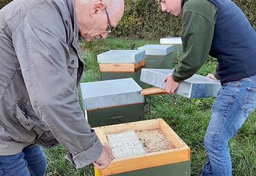 Daniel Boidin (GDSA) et Martin Busschaert (Symbiose) au chevet  de colonies d’abeilles décimées  par le frelon asiatique.