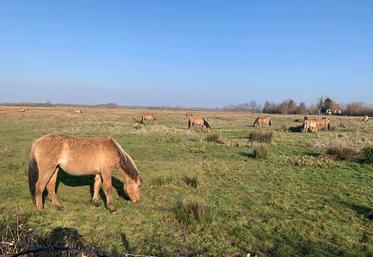 Une bonne partie des surfaces pâturées par les chevaux Henson ne sont pas «classiques» puisqu’une bonne partie d’entre elles se situent dans des zones humides et estuariennes, ce qui rend leur exploitation délicate.