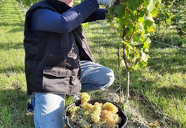 En septembre dernier, 17 premiers hectares de vignes ont été vendangés dans plusieurs parcelles des Hauts- de-France pour rejoindre ensuite le Chai des Hauts-de-France de Dompierre-Becquincourt. 