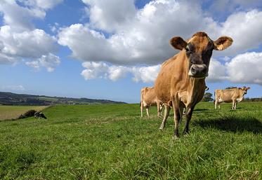 Les prairies sont l'une des options les plus pertinentes pour l'élevage. 