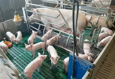 Parmi les nombreuses entraves au maintien de la production, à la transmission des élevages et à l’installation des jeunes,  les différents maillons de la filière porcine ont pointé la responsabilité de l’empilement des réglementations. 