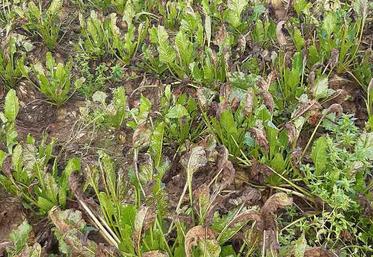 Des feuilles nécrosées par la cercosporiose face à la concurrence de repousses  du bouquet foliaire pénalisent la richesse des betteraves.