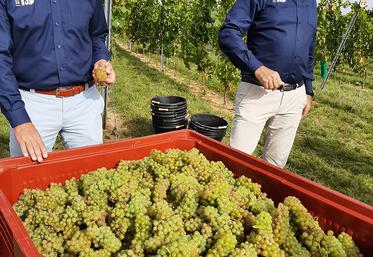 Christophe Dubreucq, responsable de la commercialisation des vins produits par «Les 130» et Xavier Harlé, directeur de Ternoveo dans une parcelle fraîchement vendangée, début octobre. 